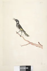 Seite 65. Mai, natürliche Größe Gelbflügel-Honigfresser Meliornis novae, hollandiae, 1791-92