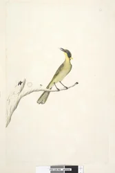 Seite 69. Natürliche Größe. Iris zweifelhaft Gelb, Tufted Honeyeater Lichenostomus melanops