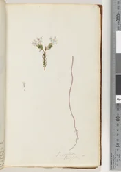 Seite 6. Pimeloea linfolia