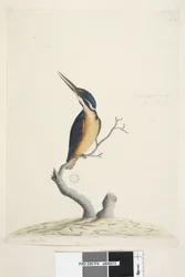 Seite 74. Ter,re,a,mar oder Eisvogel. unten links in anderer Hand Alcedo. unten mittig in dritter Hand Natürliche Größe Azurblauer Eisvogel Alyone azurea, 1791-92