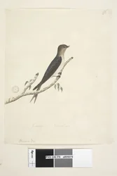Seite 76. Hirundo. unten in anderer Handschrift Januar Natürliche Größe Willkommen Schwalbe Hirundo neoxena, 1791-92
