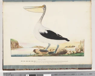 Seite 92. Australischer Pelikan