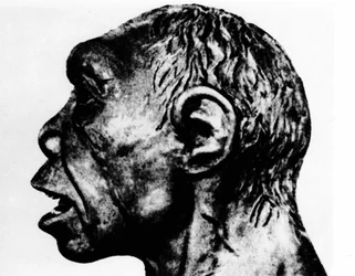 Prähistorie: Nachstellung des Broken Hill-Menschen (Profilansicht), nach Schultz.