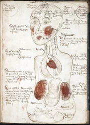 Darstellung einer aristotelischen Theorie des Bewusstseins (Aus: De corpore et anima) - Anonym - 1497