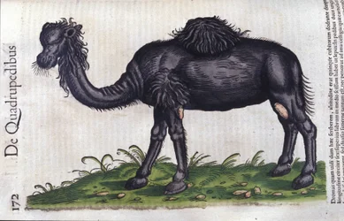 Das Kamel aus Historiae animalium von Konrad Gesner, Tiguri