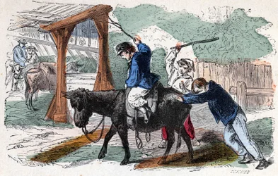 Der Esel auf dem Bauernhof. Illustration des 19. Jahrhunderts. Bianchetti Sammlung