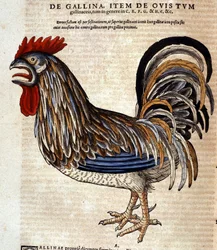 Der Hahn nach der Historia Animalium von Conrad Gesner, Tiguri 1560. Biblioteca Nazionale Braidense. Mailand