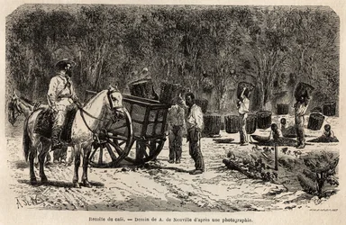 Wenn der Kaffee geerntet wird, sammeln und transportieren die Männer die schweren Körbe voller Kaffeebohnen, während die Kinder das Fruchtfleisch reinigen, das die Kaffeebohnen umgibt. Gravur zur Illustration der Reise nach Brasilien, Bericht von M. und Mm