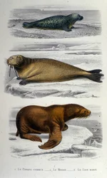 Zoologische Tafel, die eine Robbe, ein Walross und einen Seelöwen darstellt. 19. Jahrhundert