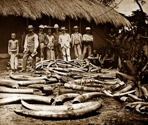 Belgische koloniale Elfenbein Jagd