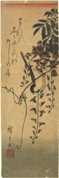Vogel auf einem Glyzinienzweig