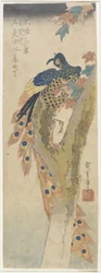 Pfau auf einem Ahornbaum, frühes 19. Jahrhundert