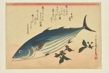Fischdruck: Bonito und Kirschen aus der Serie »Ein Schwarm Fische«