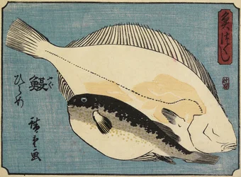 Kugelfisch und Flunder, 1830-1844