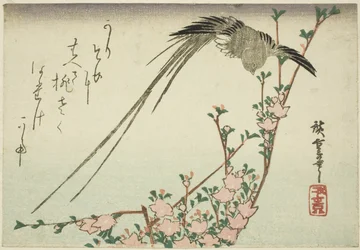 Langschwanzvogel und Pfirsichblüten