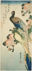 Fasan und Chrysanthemen