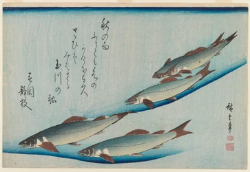 Schule der fünf Sitzforellen aus der Serie Fische, ca. 1835
