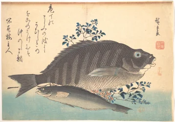 Shimadai- und Ainame-Fische, aus der Serie Uozukushi (Jede Art von Fisch)