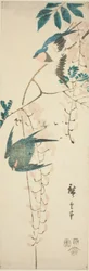 Schwalben und Glyzinien
