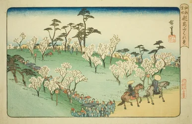 Betrachten der Kirschblüten am Asuka-Hügel (Asukayama hanami), aus der Serie "Berühmte Orte in Edo (Koto meisho)"