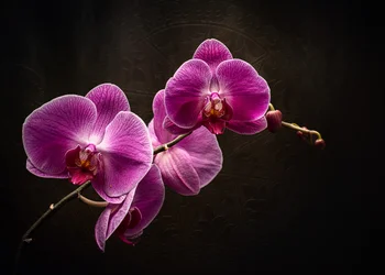 Purpurne Orchideenpracht