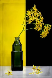 Gelbe Blumen moderner Kontrast