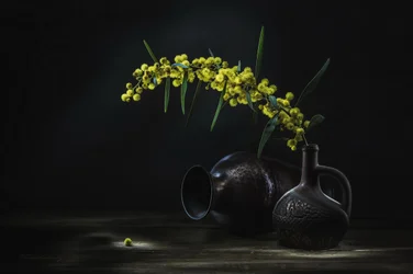 Gelbe Mimose Stillleben