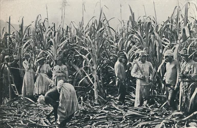 Eine Zuckerrohrplantage, 1916
