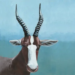 Blesbok-Antilope-Blick