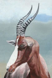 Majestätische Blesbok-Antilope