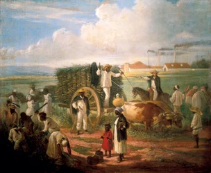 Ernte von Schilfrohr