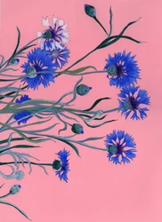Blaue Kornblumen auf Rosa
