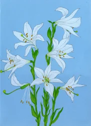 Elegante weiße Lilien
