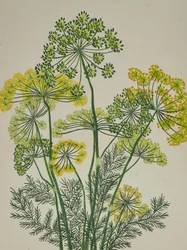Frischer gelber Dill