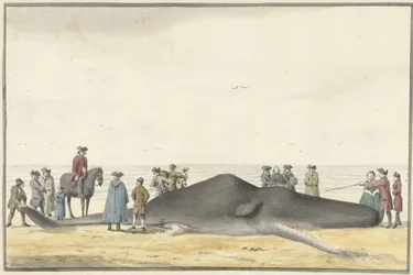Gestrandeter Pottwal (Cachelot) am Strand zwischen Zandvoort und Wijk aan Zee, 20. Februar 1762, von vorne gesehen