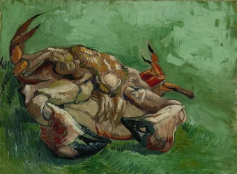 Eine Krabbe, die auf dem Rücken liegt, 1889