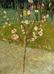Mandelbaum in Blüte, 1888
