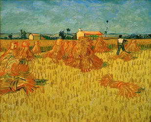 Ernte in der Provence