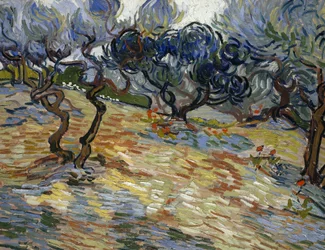 Olivenbäume: Heller blauer Himmel