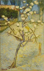Kleiner blühender Birnbaum