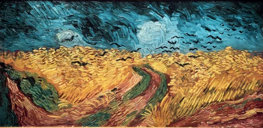 Weizenfeld mit Krähen