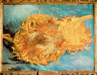 Zwei abgeschnittene Sonnenblumen