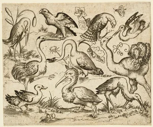 Strauß auf der linken Seite mit neun anderen Vögeln, darunter ein Reiher und ein Pelikan, nach 1557