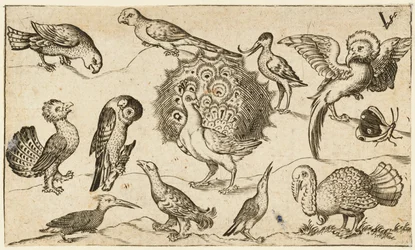Pfau in der Mitte, umgeben von neun weiteren Vögeln, darunter ein Truthahn, und einem Schmetterling..., 1572.