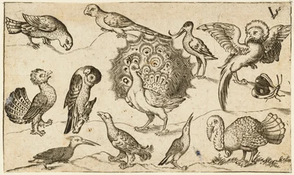 Pfau in der Mitte, umgeben von neun weiteren Vögeln, darunter ein Truthahn, sowie einem Schmetterling auf einem spärlich gestalteten Grund mit einem kleinen Grasfleck, aus dem Douce Ornament Prints Album I