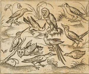 Zehn Vögel auf Zweigen und Grasbüscheln, darunter zwei Eulen und in der Mitte ein Vogel mit langen Schwanzfedern, der mit zurückgelegtem Kopf zwitschert, aus Douce Ornament Prints Album I