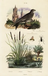 Alpensegler, Rohrkolben, Käfer und Wespe, 1834-1839 (Gravur)