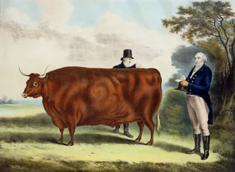 Porträt von Mr. T.W. Coke Esq. und Clerk Hilliard Esq. mit einem Nord-Devon-Ochsen