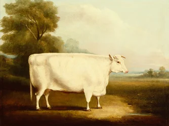 Ein Kurzhornochse auf einem Feld