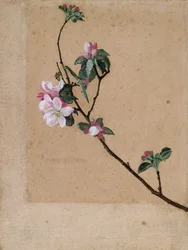 Apfelblüte